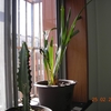 DSCN4990.JPG