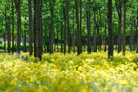 许淼淼的宝宝树 babytree 宝宝树