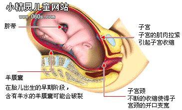 胎儿出生全过程(组图)