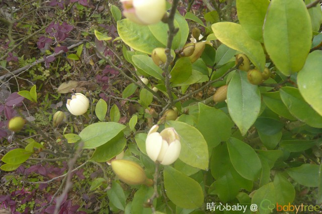 含香(我错以为是茶花了,多谢小土指正,将开未开.