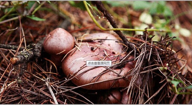 木兰围场野生蘑菇