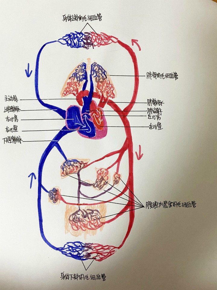 生物小报,血液循环,又一篇美术作品