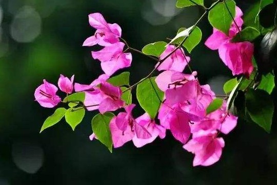 【假期出游保护攻略】合生元益生菌伴我行