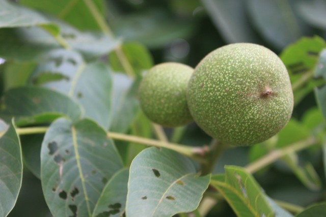 卓卓mm的日记-babytree 宝宝树