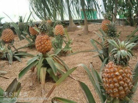 菠萝是这样长的,你知道吗_宝宝树