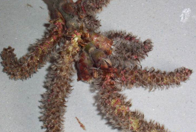 中心 &nbsp; &nbsp; &nbsp; &nbsp;我们这里叫&ldquo;杨树吊&rdquo