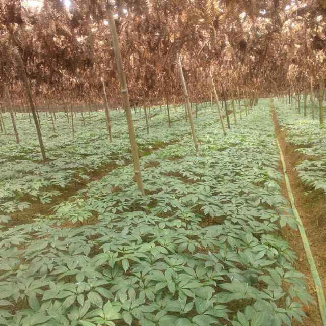 让宝妈们看看我家的三七姑娘