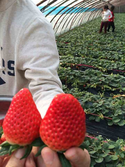 大个草莓