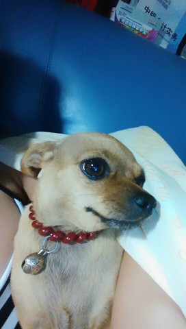 来比比谁家狗宝贝最牛逼的睡觉姿势