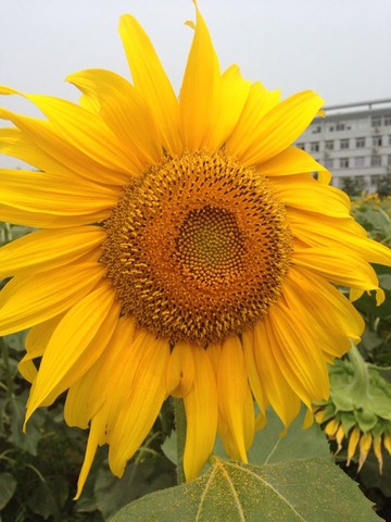 journal_insert_pic_147528882