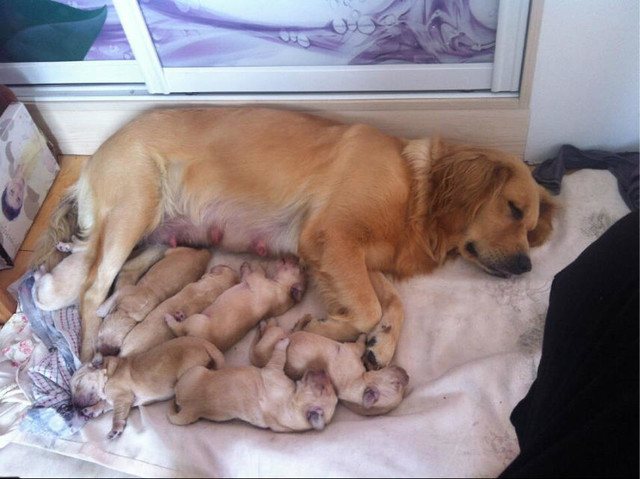 记录金毛宝宝的成长