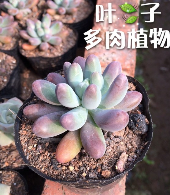 【爱秀我家】晒我家的肥美多肉植物