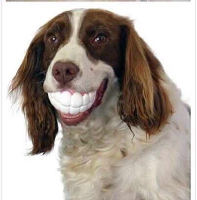 看我的大白牙,没有口臭