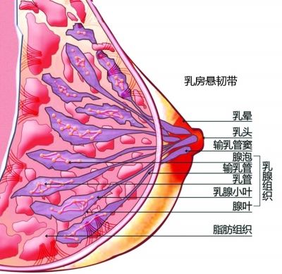 可见,决定乳汁分泌量的不是胸部的大与小,而是乳腺组织的多与少