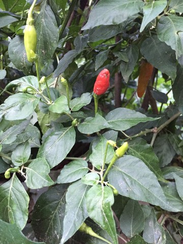 只看该用户               终于知道朝天椒