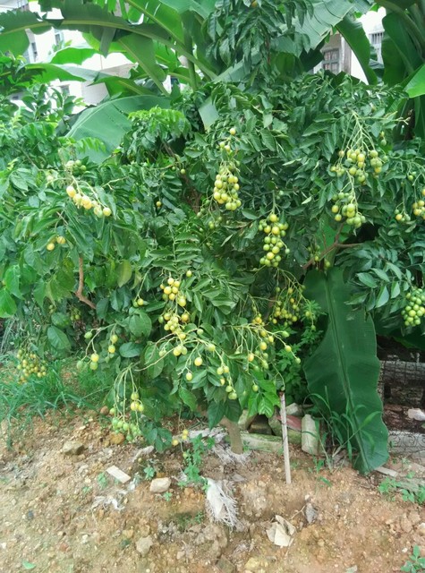 山卡拉的汤河粉镇楼,我最爱小米_宝宝树