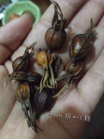journal_insert_pic_245469275