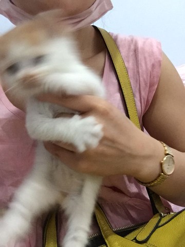 journal_insert_pic_264445461