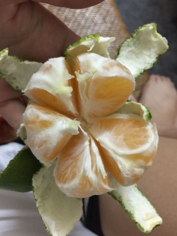 journal_insert_pic_268510996