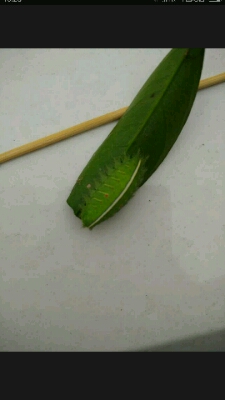 孕四个月,刚刚被橘子树上刺毛虫刺到中指内侧,瞬间从手指痛到腋下