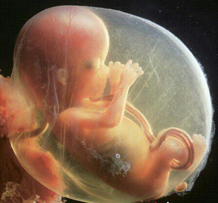 胎儿发育历程:胎儿每个月想和妈妈说的话