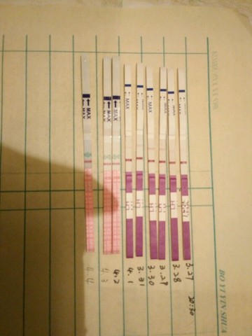 journal_insert_pic_444523337
