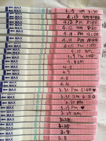 journal_insert_pic_451556120