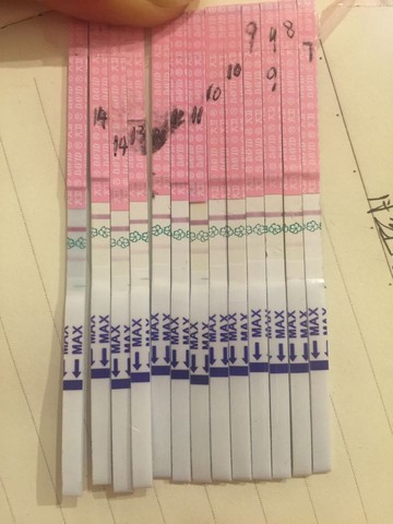 journal_insert_pic_453660231