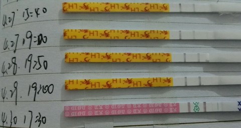 journal_insert_pic_466173933