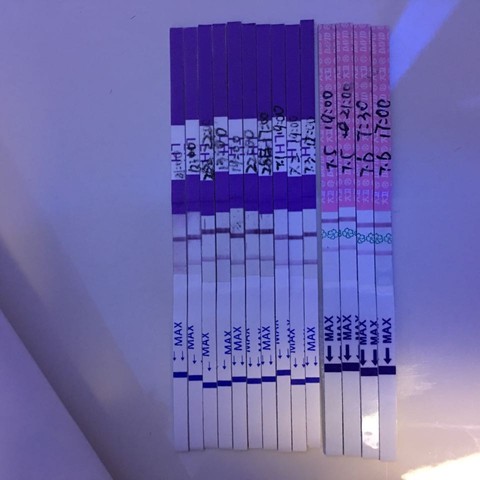 journal_insert_pic_523972728