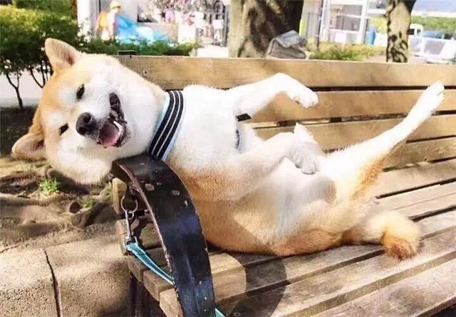 这才是"北京瘫"的终极版本,不限犬种!