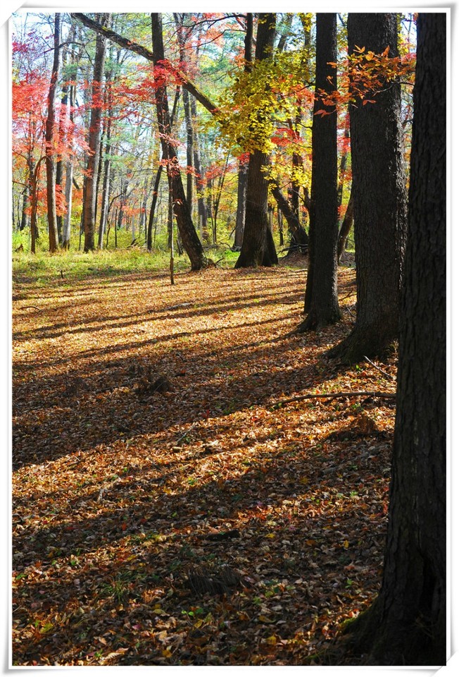 journal_insert_pic_578754622