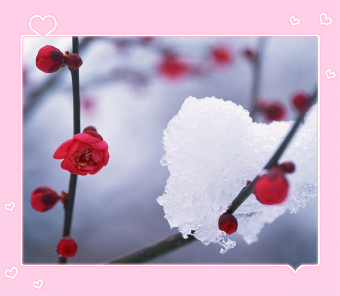 journal_insert_pic_1139519154