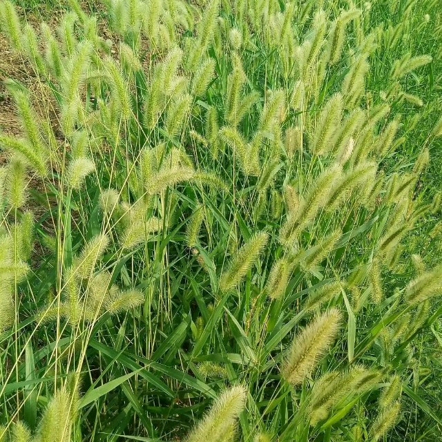 还是不见加深_连续四天了,早早孕试纸有很淡的印子,就是一直不_宝宝树