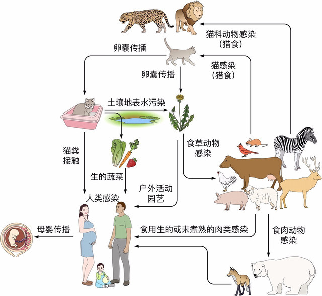 养宠物对怀孕到底有没有影响?别再盲目了!