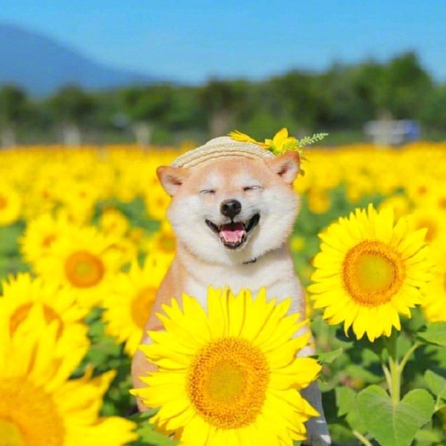 白富美桃花岛岛主15r